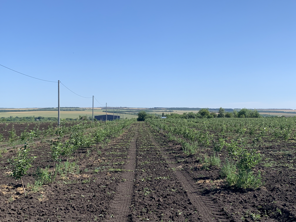 АО Полтавское